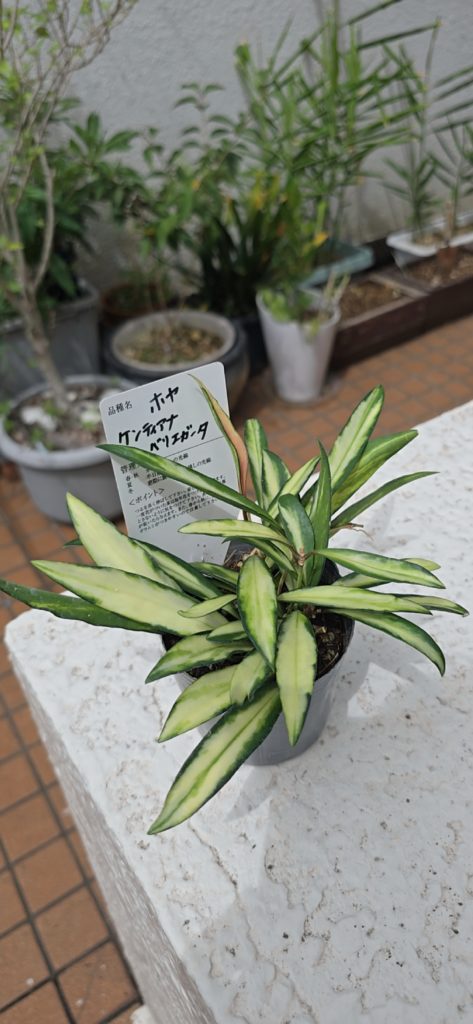 ホヤ ケンティアナ バリエガータ