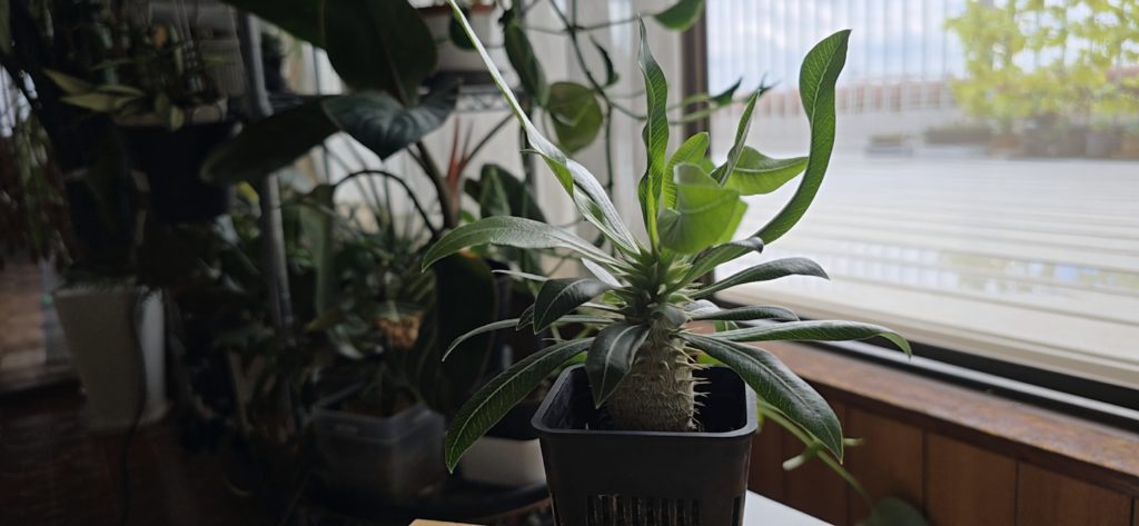 パキポディウム デンシフローラム