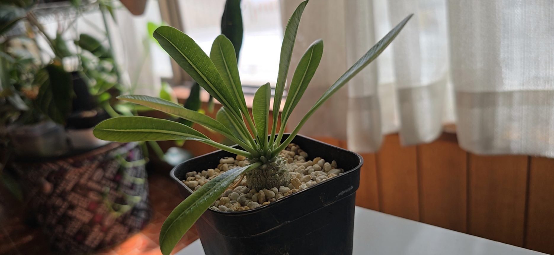 パキポディウム デンシフローラム