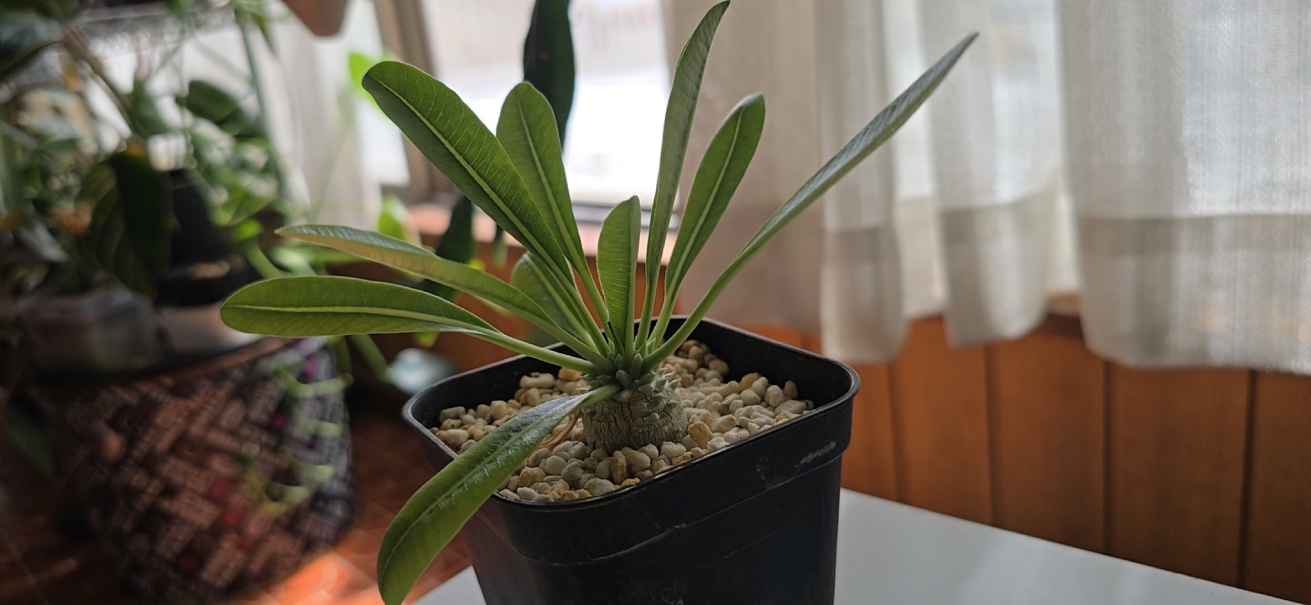 パキポディウム デンシフローラム