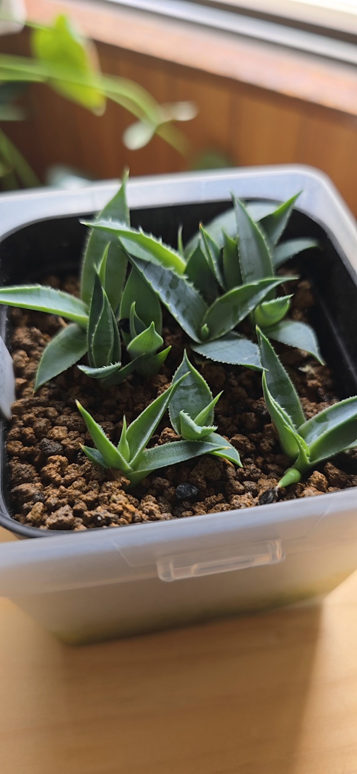 アガベ エボリスピナ ヘイフォード