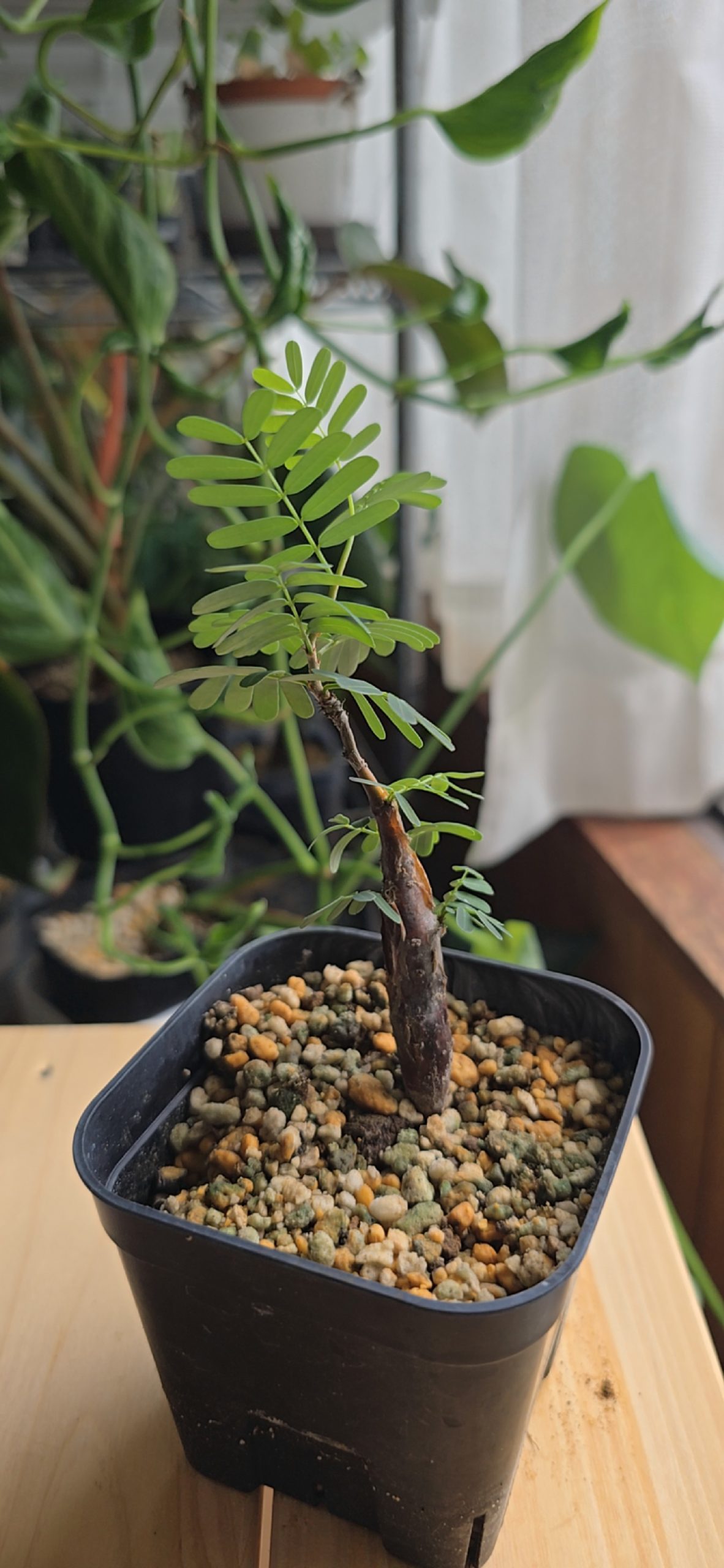 センナ メリディオナリス